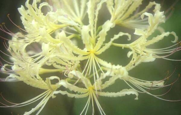 冥界之花被发现,盘点带有传说的冥界四花