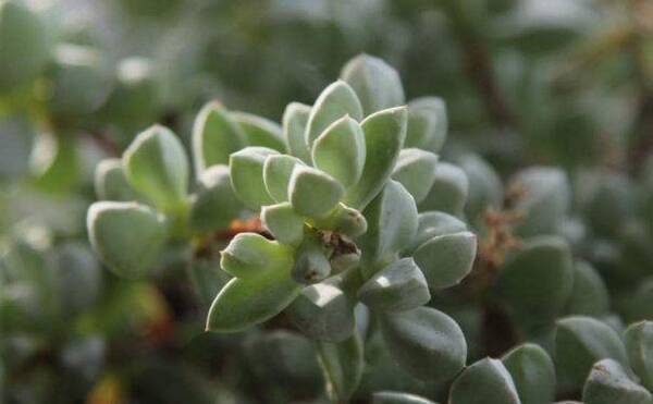 美丽而喜水的多肉,一看便爱上了