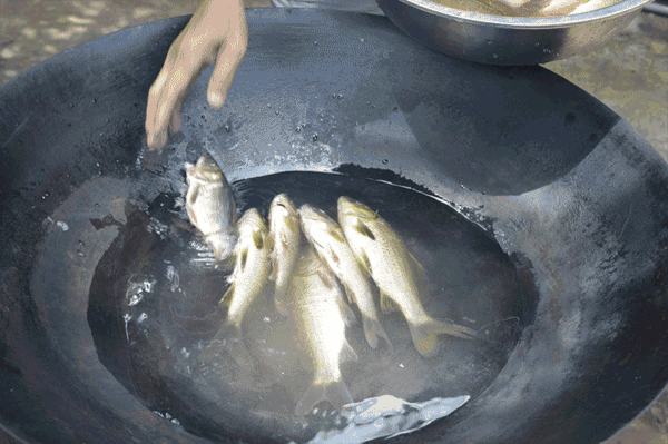 壁纸 动物 鱼 鱼类 800_533 gif 动态图 动图