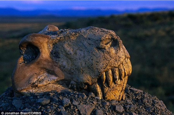 下一个世纪之交,地球第六次物种大灭绝可能就