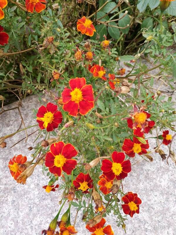 iPhone8Plus、小米MIX2拍照样张对比 | 苹果贵