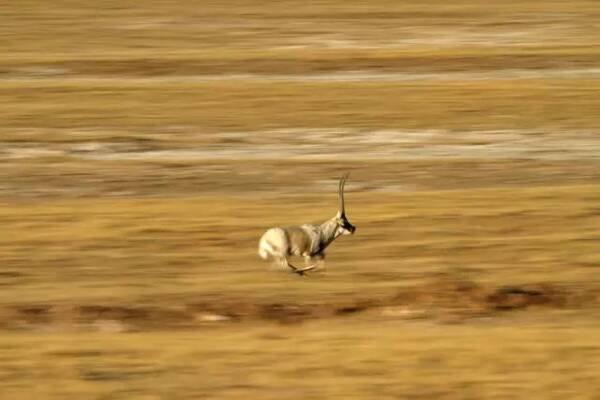驱车疯狂追赶藏羚羊,把车牌藏起来就想跑!警方