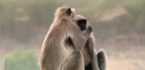 BBC开年大片已经飙到9.5分!34个动物卧底,偷