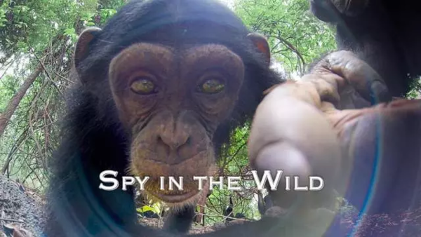 BBC开年大片已经飙到9.5分!34个动物卧底,偷