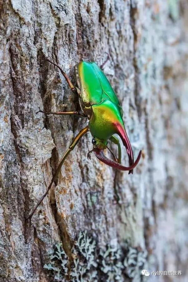 螳螂?蝽?竹节虫?到底是什么鬼?