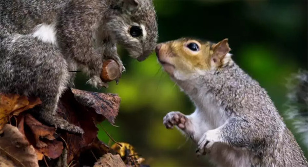 BBC开年大片已经飙到9.5分!34个动物卧底,偷