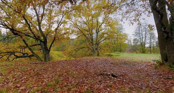 BBC开年大片已经飙到9.5分!34个动物卧底,偷