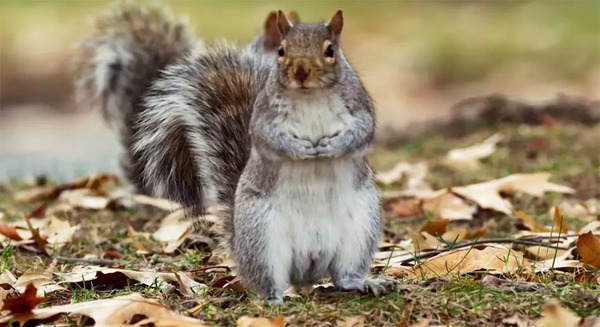 BBC开年大片已经飙到9.5分!34个动物卧底,偷