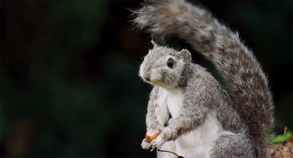 BBC开年大片已经飙到9.5分!34个动物卧底,偷