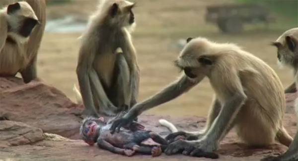 BBC开年大片已经飙到9.5分!34个动物卧底,偷