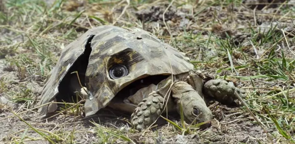 BBC开年大片已经飙到9.5分!34个动物卧底,偷