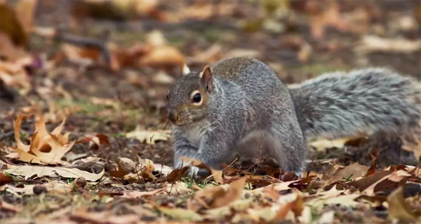 BBC开年大片已经飙到9.5分!34个动物卧底,偷