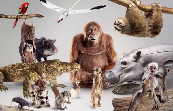 BBC开年大片已经飙到9.5分!34个动物卧底,偷