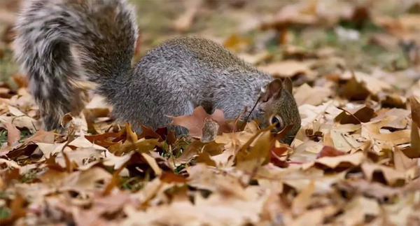 BBC开年大片已经飙到9.5分!34个动物卧底,偷
