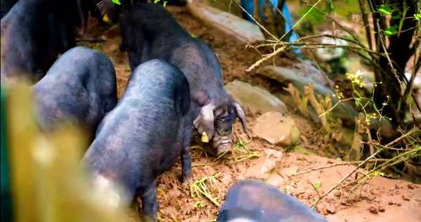 骄傲!巴中第一家上市企业诞生在咱通江啦!