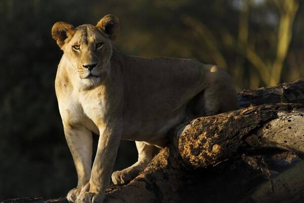 亲历东非野生动物大迁徙|完全没有XO情调可言
