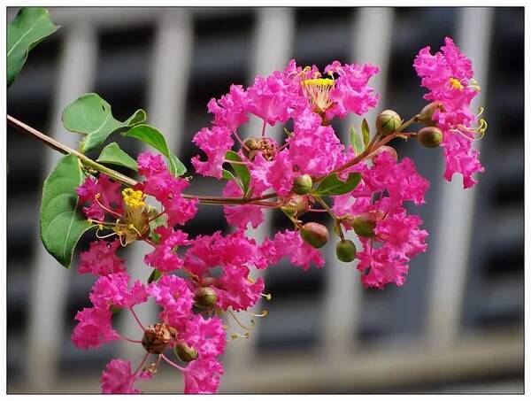 这些东西用腾冲方言怎么说?