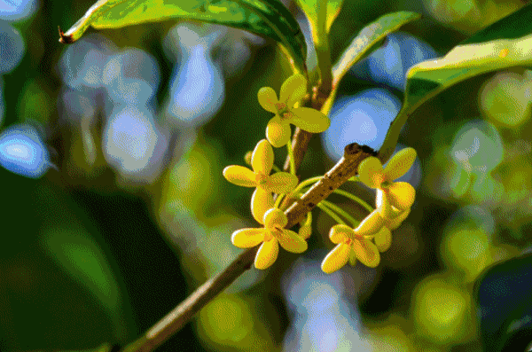 壁纸 花 桌面 1000_662 gif 动态图 动图