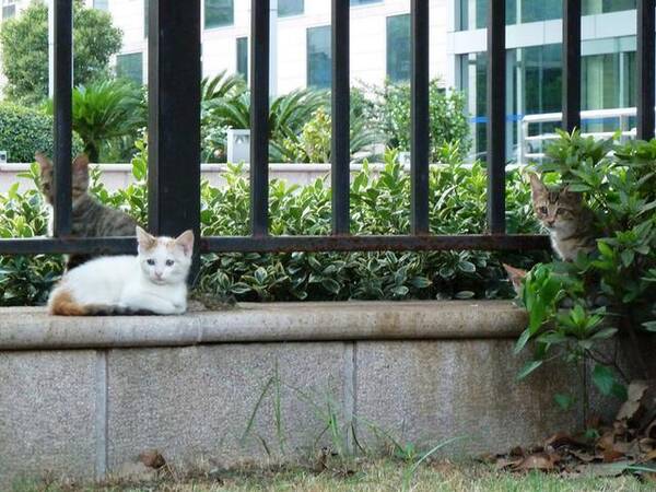 一流浪猫生崽,女孩主动去喂养它,可猫妈妈的行