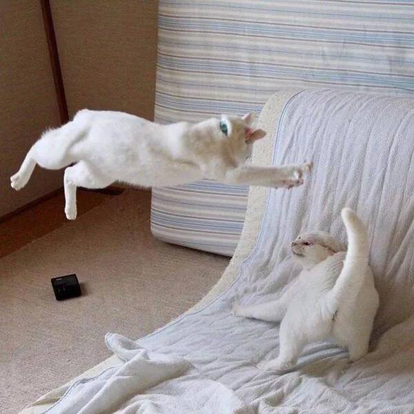 两只猫打架会不会打死图片_纵览新闻