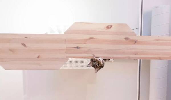 听说芬兰人民有社交障碍? 自从有猫就没在怕…