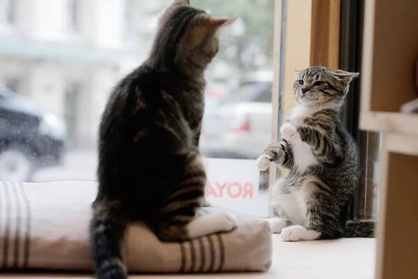 听说芬兰人民有社交障碍? 自从有猫就没在怕…