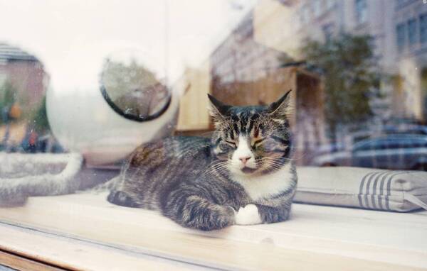 听说芬兰人民有社交障碍? 自从有猫就没在怕…