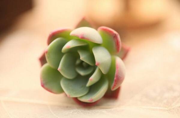 多肉植物多久浇一次水 多肉植物可以放卧室吗