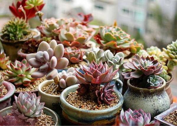 多肉植物多久浇一次水 多肉植物可以放卧室吗