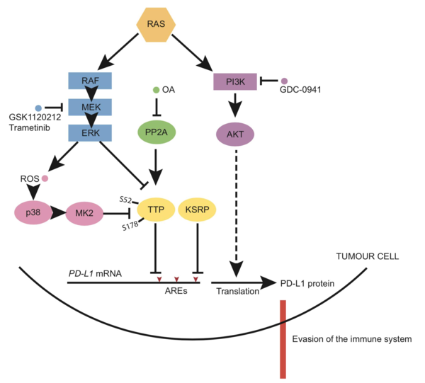 《细胞》子刊:癌基因RAS使癌细胞躲过T