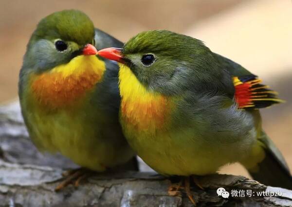 塔罗牌占卜:你心里喜欢的Ta对你有感觉吗?