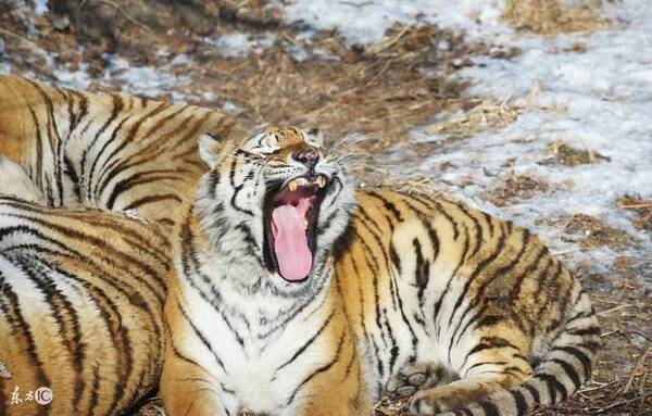 肖虎人:大师预言未来20天有大事临头,人算不