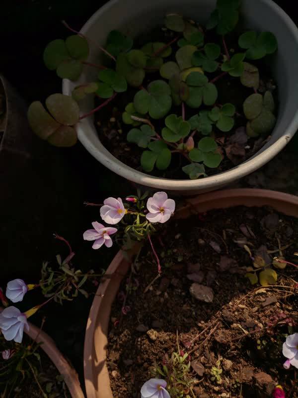 纳兰性德:人生若只如初见,何事秋风悲画扇