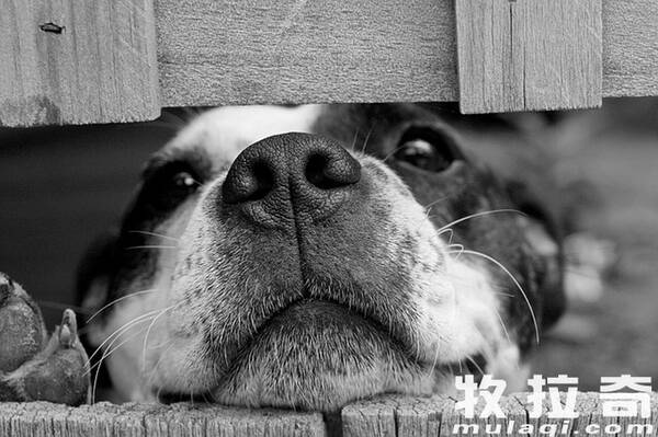 狗狗患上真菌性鼻炎的原因是什么?狗狗患上真