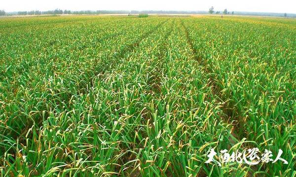 秋季栽种大蒜技术利收获