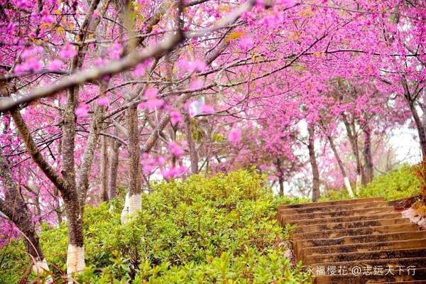 这里是中国樱花最早开放的地方,被誉为大陆阿