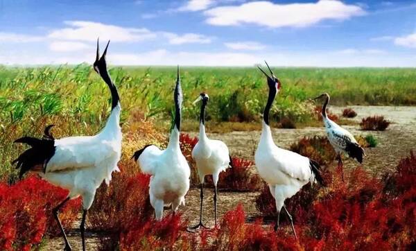 美丽盐城你我共赏 --访市旅游局局长童健