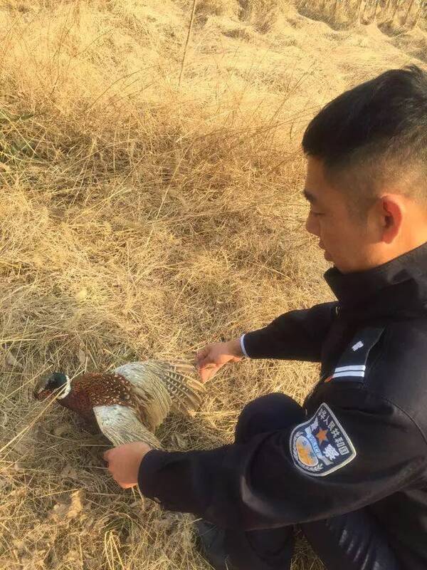 其实,人类需要的营养,完全可以从养殖、种植的动植物中获取,大可不必靠食用野生动物进补。 很多人可能不知道,野生动物与人类共患的疾病有一百多种,从艾滋病、癌症、狂犬病到结核、鼠疫、炭疽、甲肝等等。正规渠道的牛、羊、猪肉要经过严格的检疫才能上市,然而这些山珍野味却是在偷偷摸摸中进行的,何谈检疫?所以,人们因食用野味感染上疾病的案例屡见不鲜。