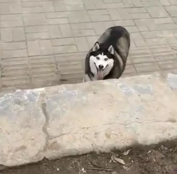 哈士奇过完年长胖被嘲笑,一脸的委屈:本命年长