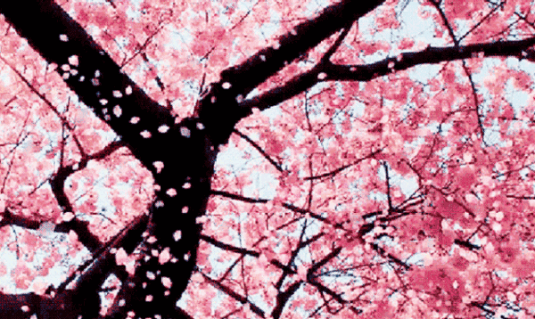 壁纸 花 桌面 640_382 gif 动态图 动图