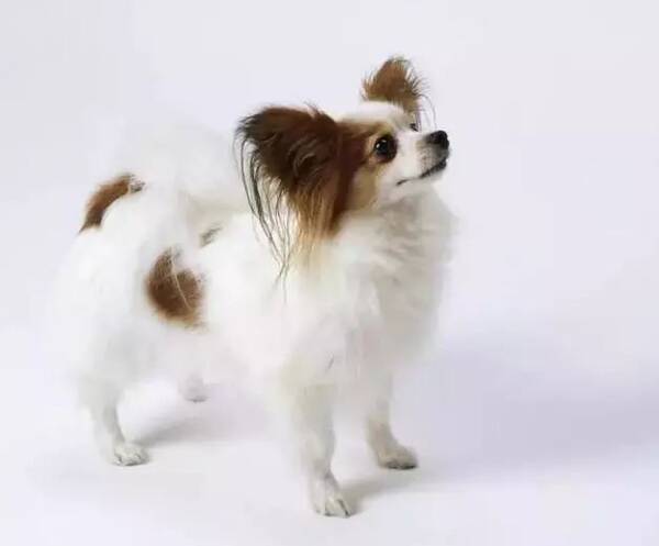 扫盲 | 生活中常见的15种小型犬
