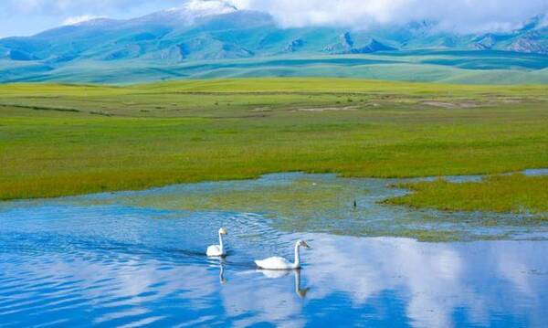 亚洲最大的天鹅湖,新疆人为人称道的美丽所在