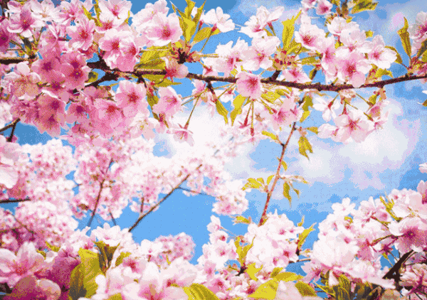 趁早去!上海顾村公园1200余亩的樱花已盛开,赏花正当时