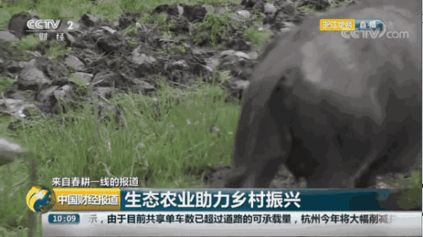 央视直播!今天上午,中央二台向全球观众呈现龙