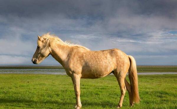 大金马:大运到财神来!一周内将飞黄腾达