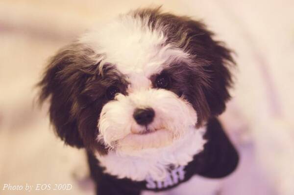 瞬间捕捉!佳能mini单反EOS 200D萌宠拍照技巧