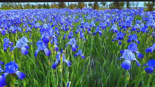 【学习讲话精神】兵团积极构建现代化经济体系