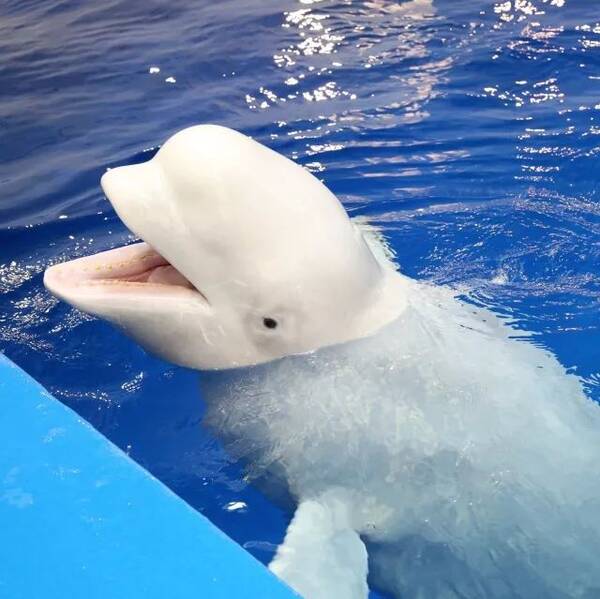 白鲸为什么不咬人图片