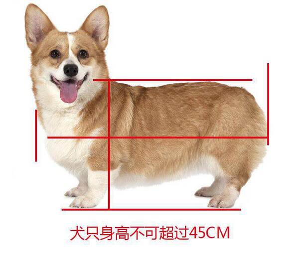 大家帮丨幼童被狗抓伤,狗主人拒绝赔偿!这种情