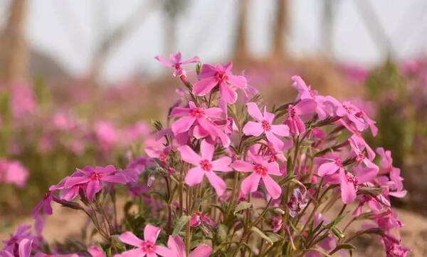 走进响堂山芝樱谷,感受春天的美!